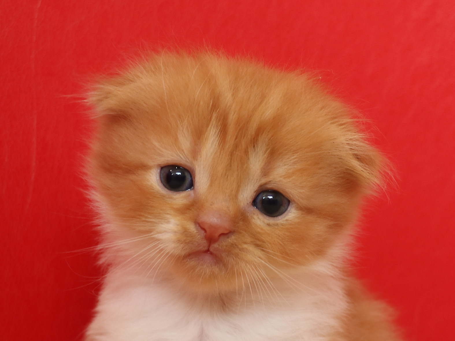 スコティッシュフォールドの子猫画像