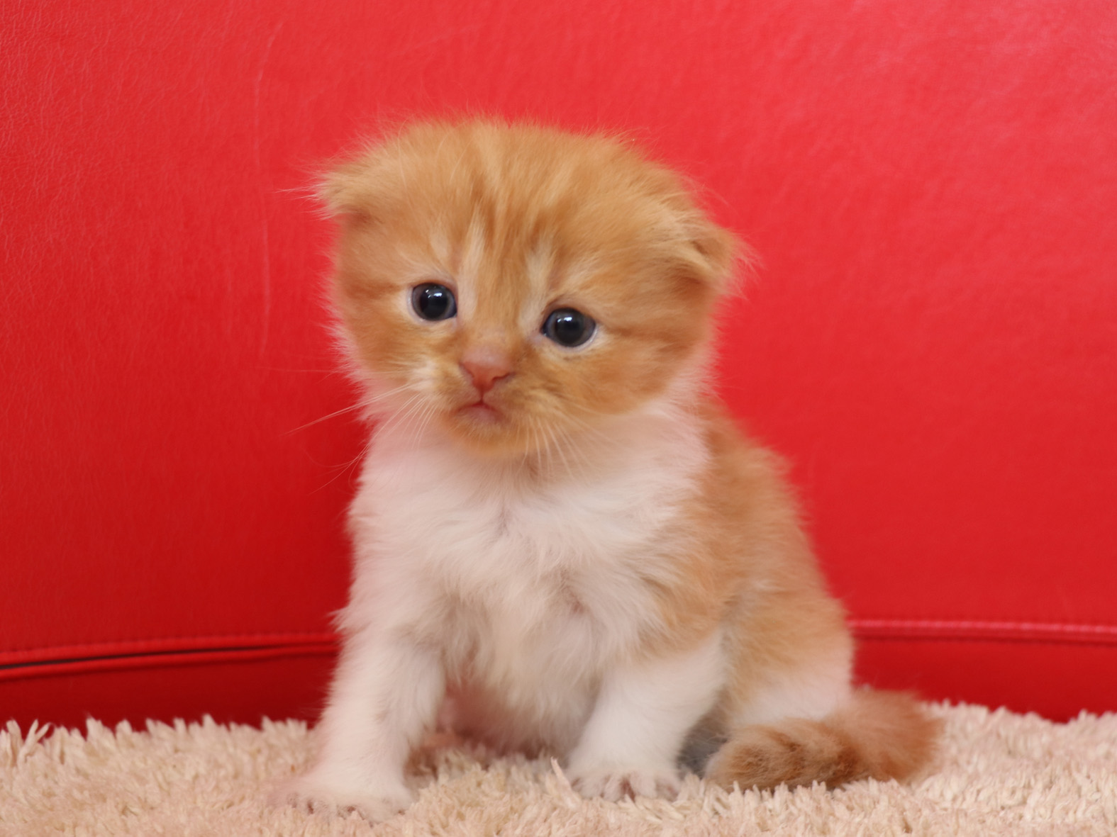 スコティッシュフォールドの子猫画像