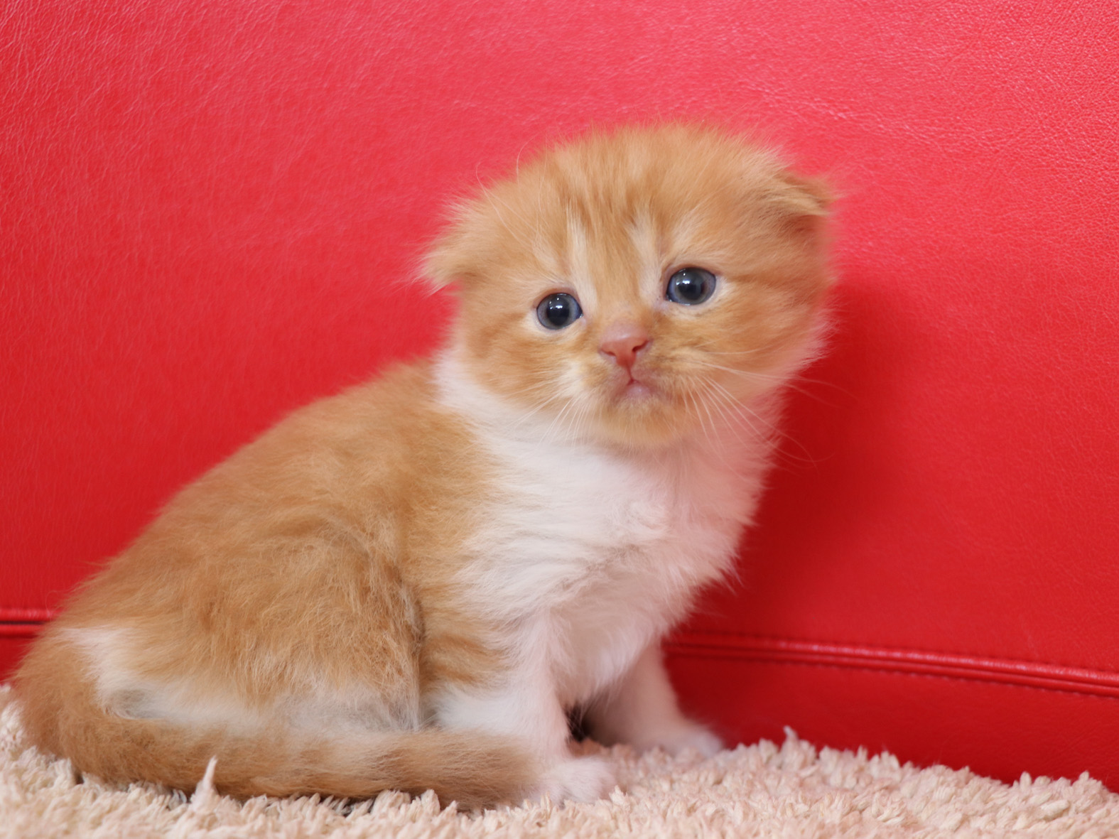 スコティッシュフォールドの子猫画像