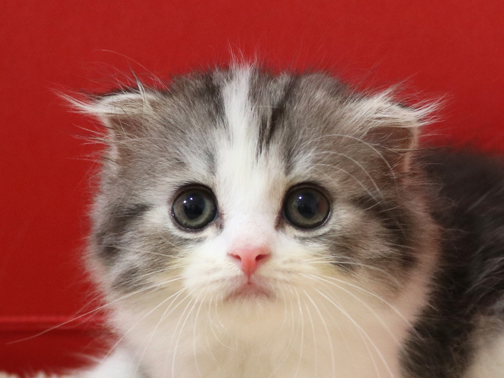 スコティッシュフォールドの子猫画像