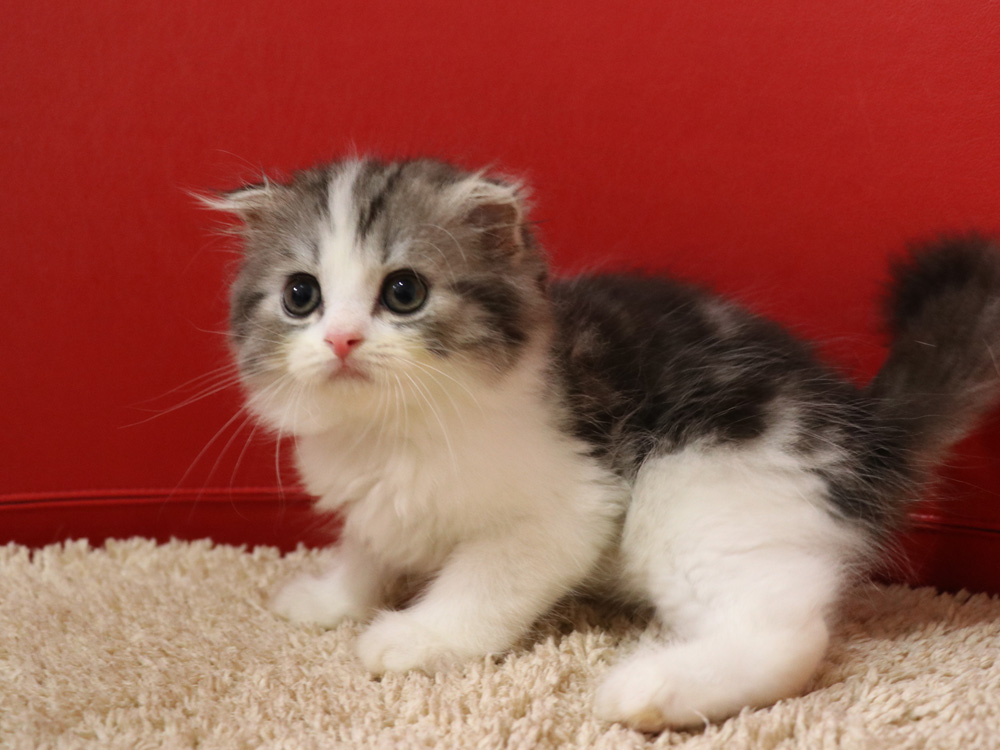スコティッシュフォールドの子猫画像