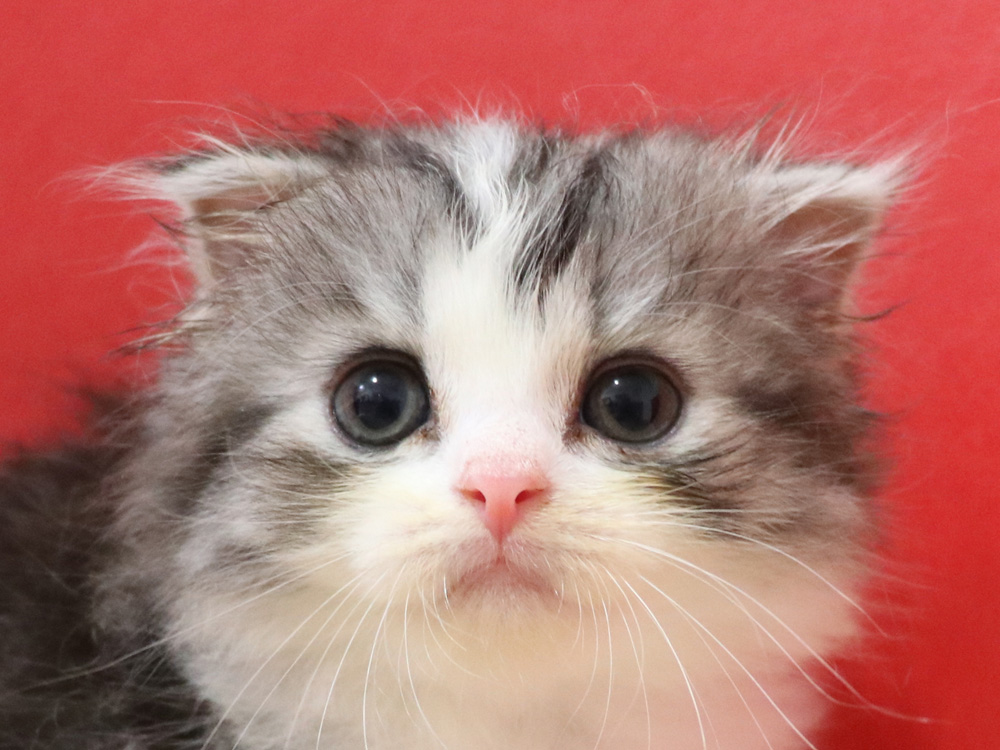 スコティッシュフォールドの子猫画像