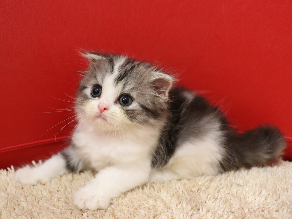 スコティッシュフォールドの子猫画像