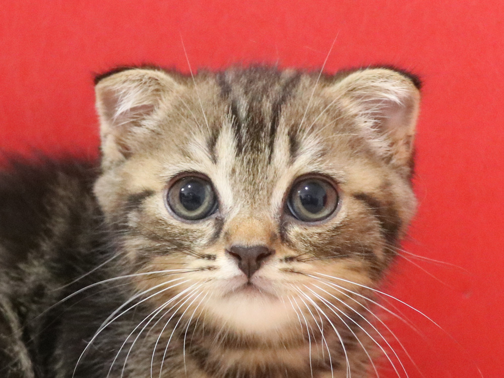 スコティッシュフォールドの子猫画像