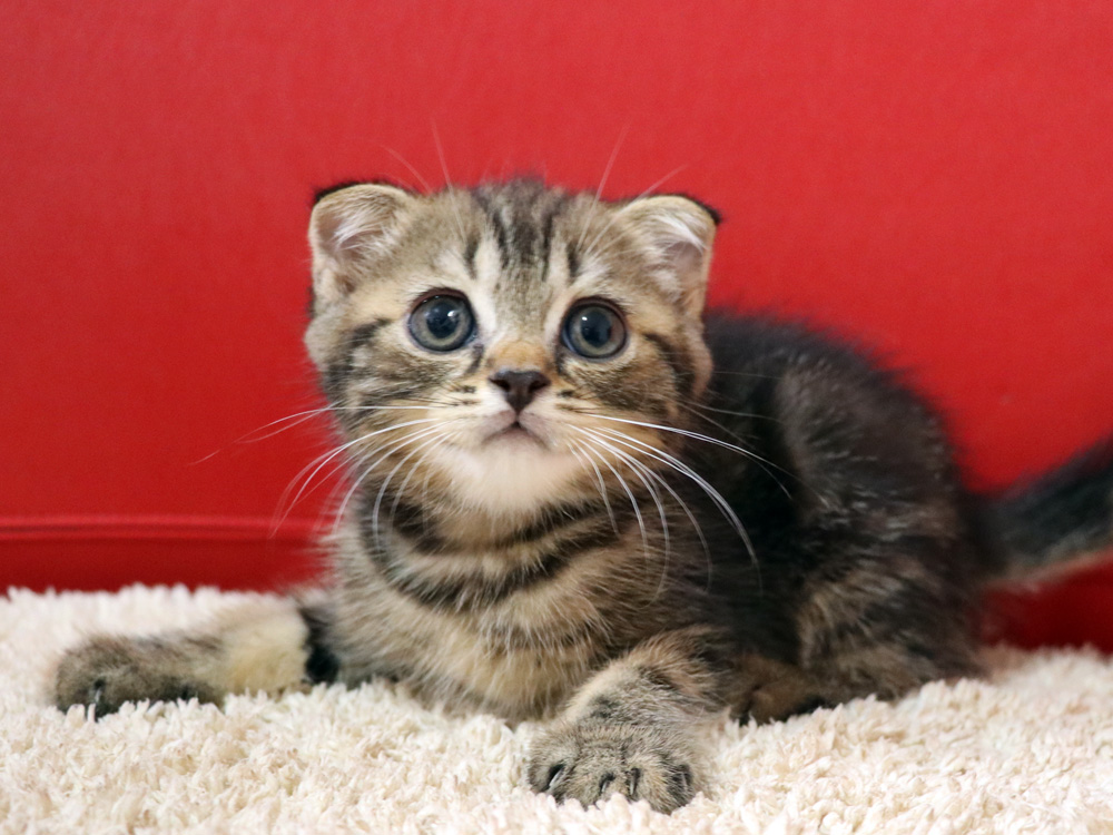 スコティッシュフォールドの子猫画像