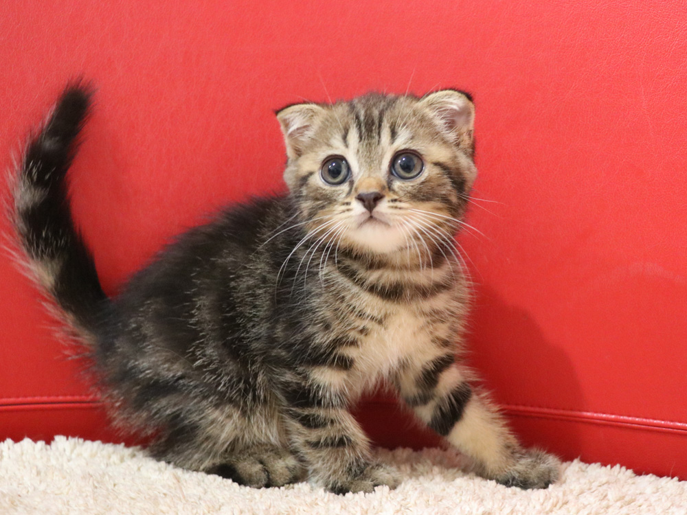 スコティッシュフォールドの子猫画像
