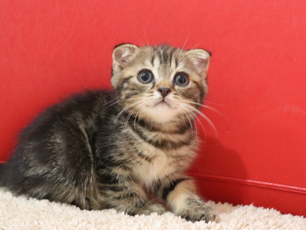 スコティッシュフォールドの子猫画像