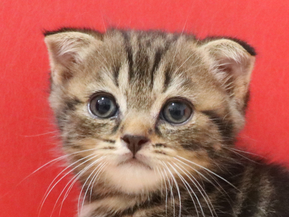 スコティッシュフォールドの子猫画像