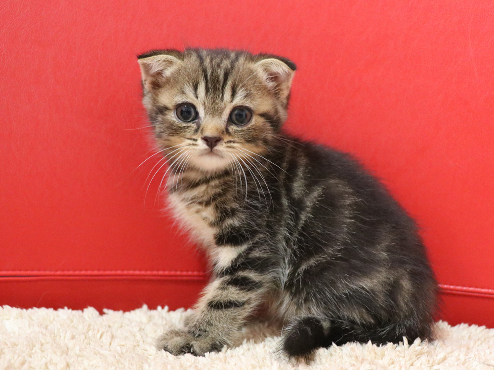 スコティッシュフォールドの子猫画像