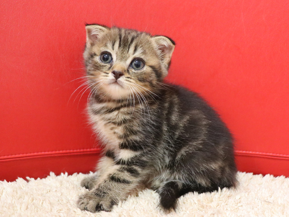 スコティッシュフォールドの子猫画像