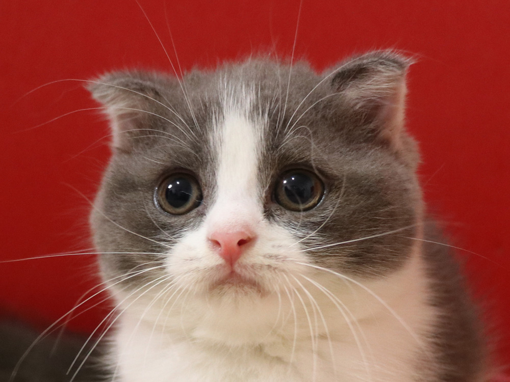 スコティッシュフォールドの子猫画像