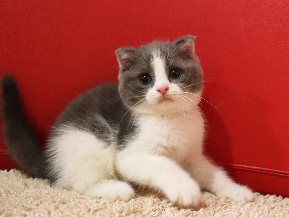 スコティッシュフォールドの子猫画像