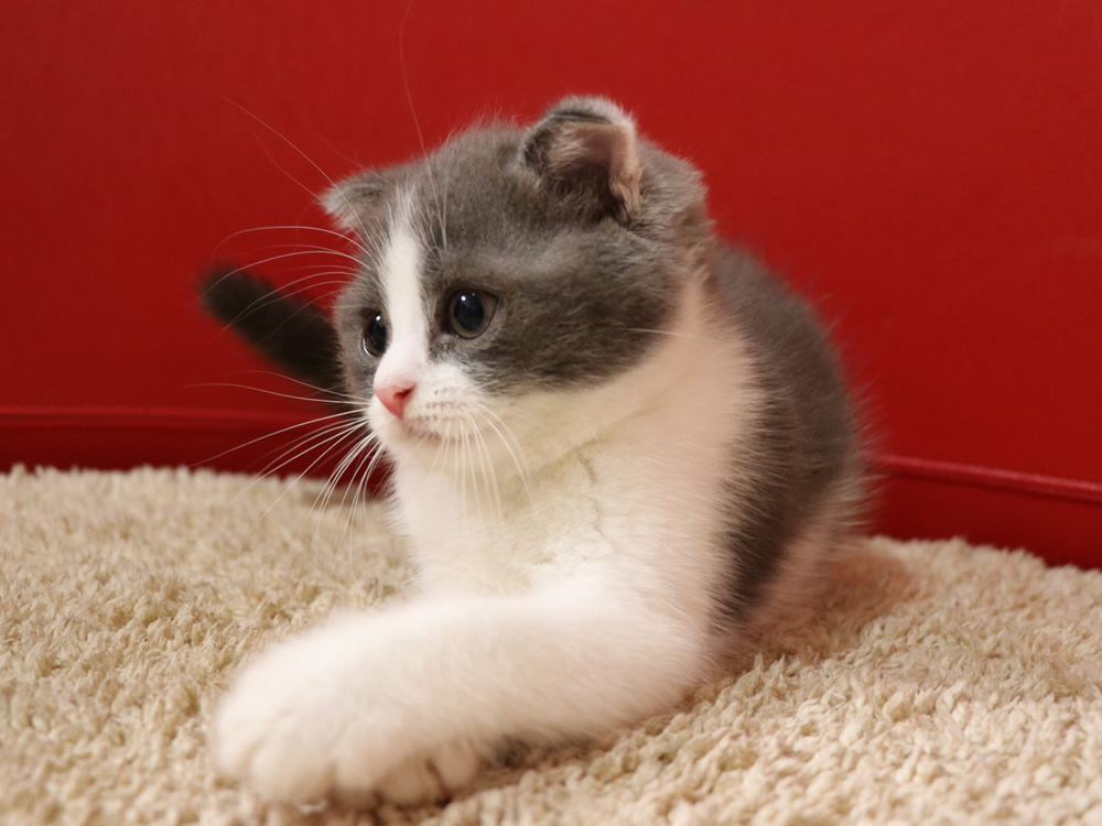 スコティッシュフォールドの子猫画像