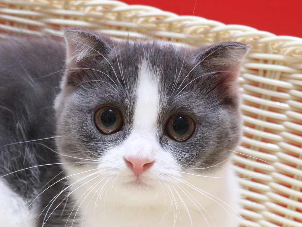 スコティッシュフォールドの子猫画像