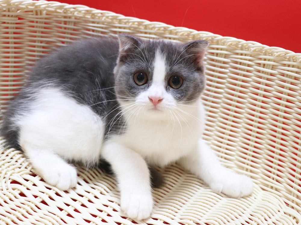 スコティッシュフォールドの子猫画像