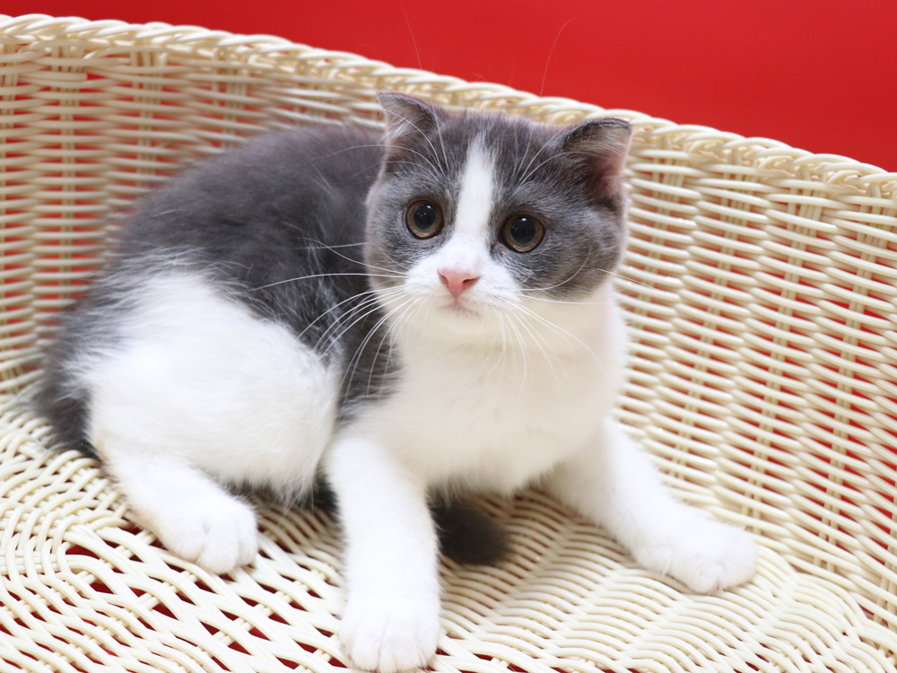スコティッシュフォールドの子猫画像