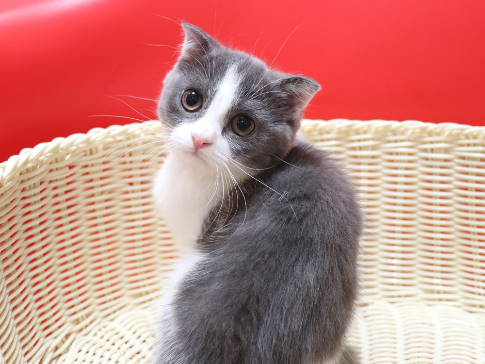 スコティッシュフォールドの子猫画像