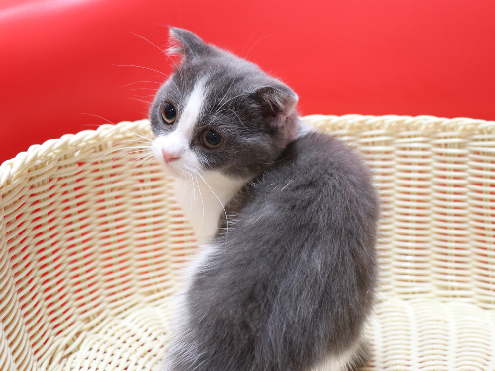 スコティッシュフォールドの子猫画像