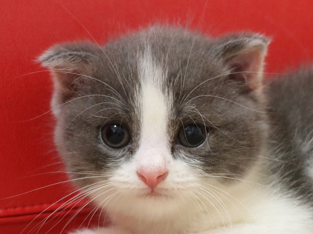 スコティッシュフォールドの子猫画像
