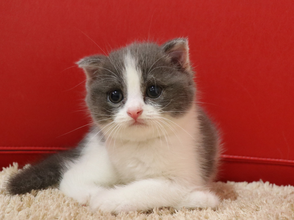 スコティッシュフォールドの子猫画像