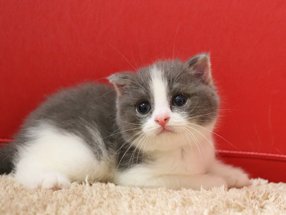 スコティッシュフォールドの子猫画像