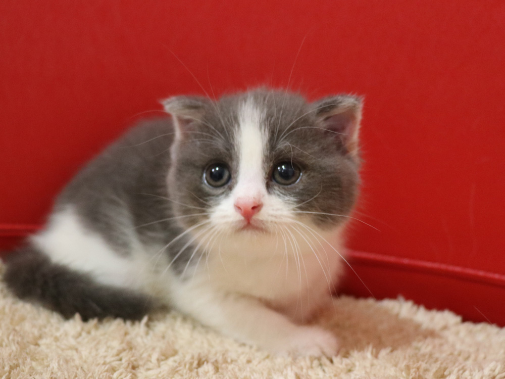 スコティッシュフォールドの子猫画像