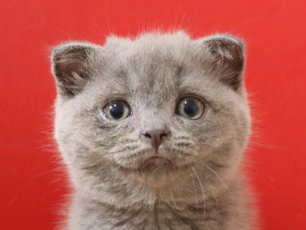 スコティッシュフォールドの子猫画像