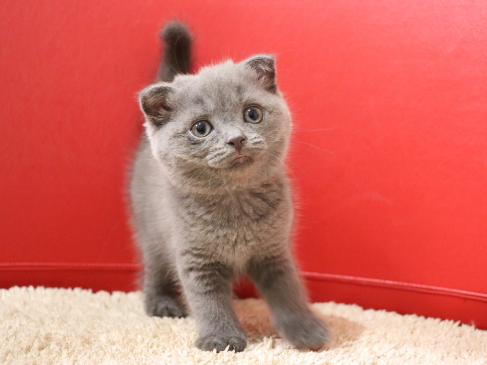 スコティッシュフォールドの子猫画像