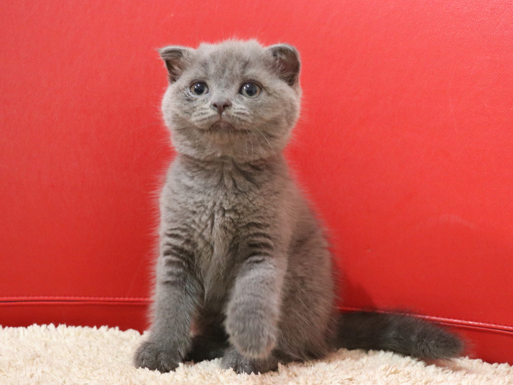 スコティッシュフォールドの子猫画像