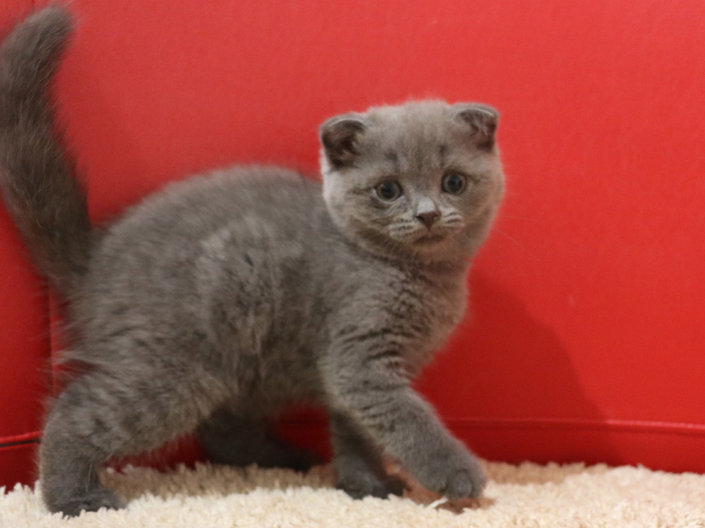 スコティッシュフォールドの子猫画像