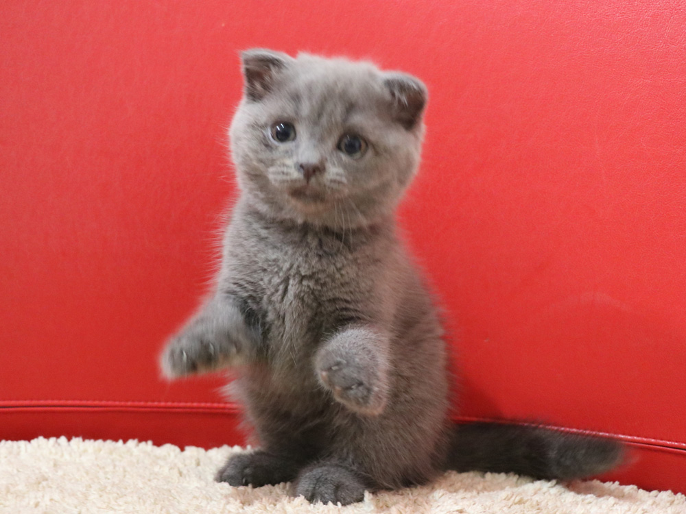 スコティッシュフォールドの子猫画像