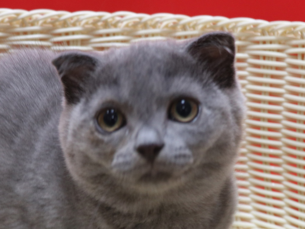 スコティッシュフォールドの子猫画像