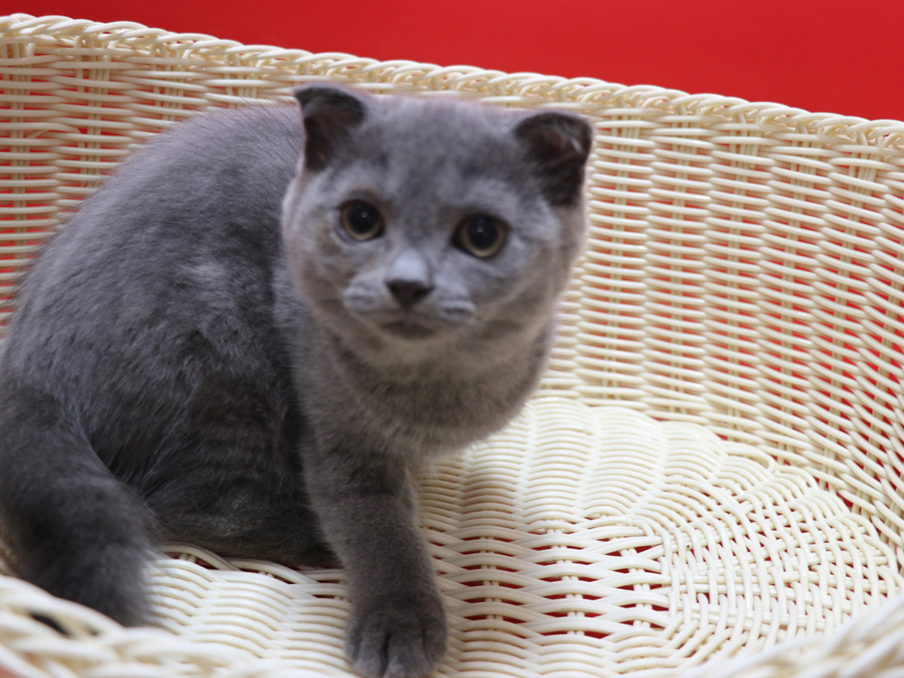 スコティッシュフォールドの子猫画像