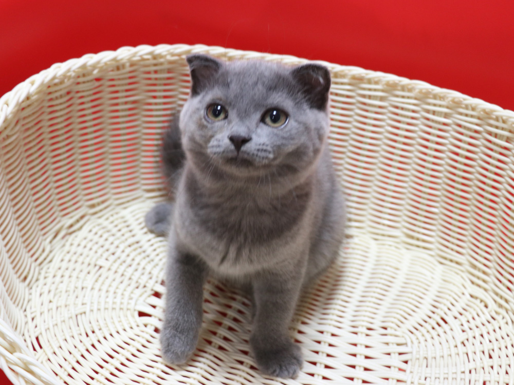 スコティッシュフォールドの子猫画像