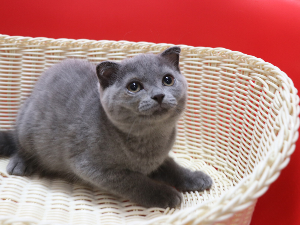 スコティッシュフォールドの子猫画像