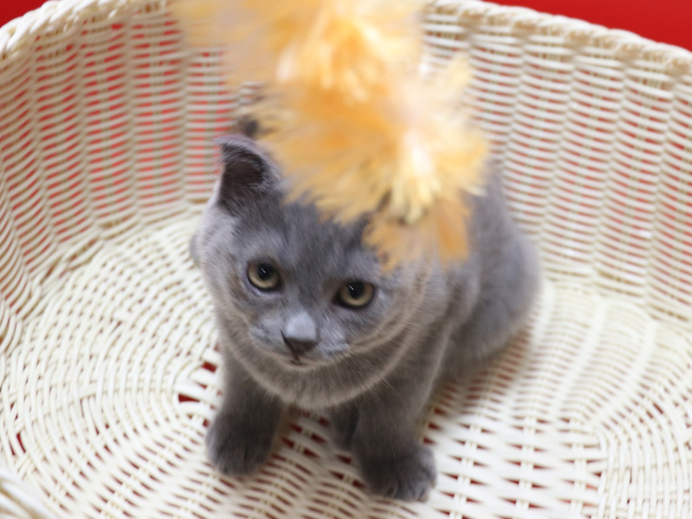 スコティッシュフォールドの子猫画像