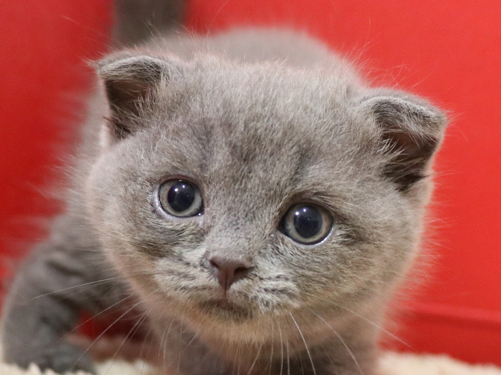 スコティッシュフォールドの子猫画像