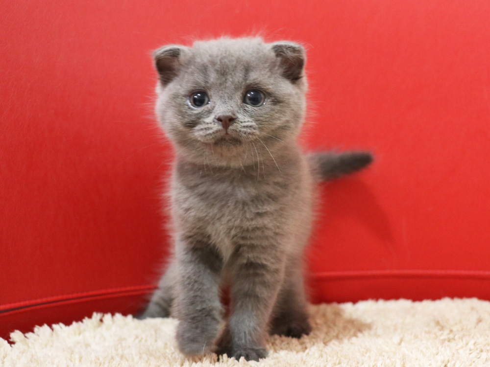スコティッシュフォールドの子猫画像
