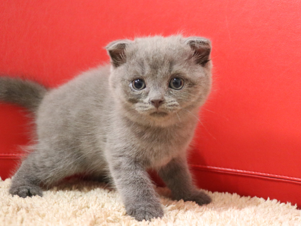 スコティッシュフォールドの子猫画像