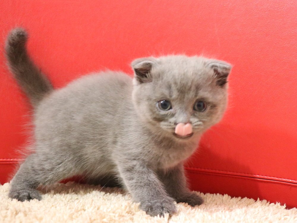 スコティッシュフォールドの子猫画像