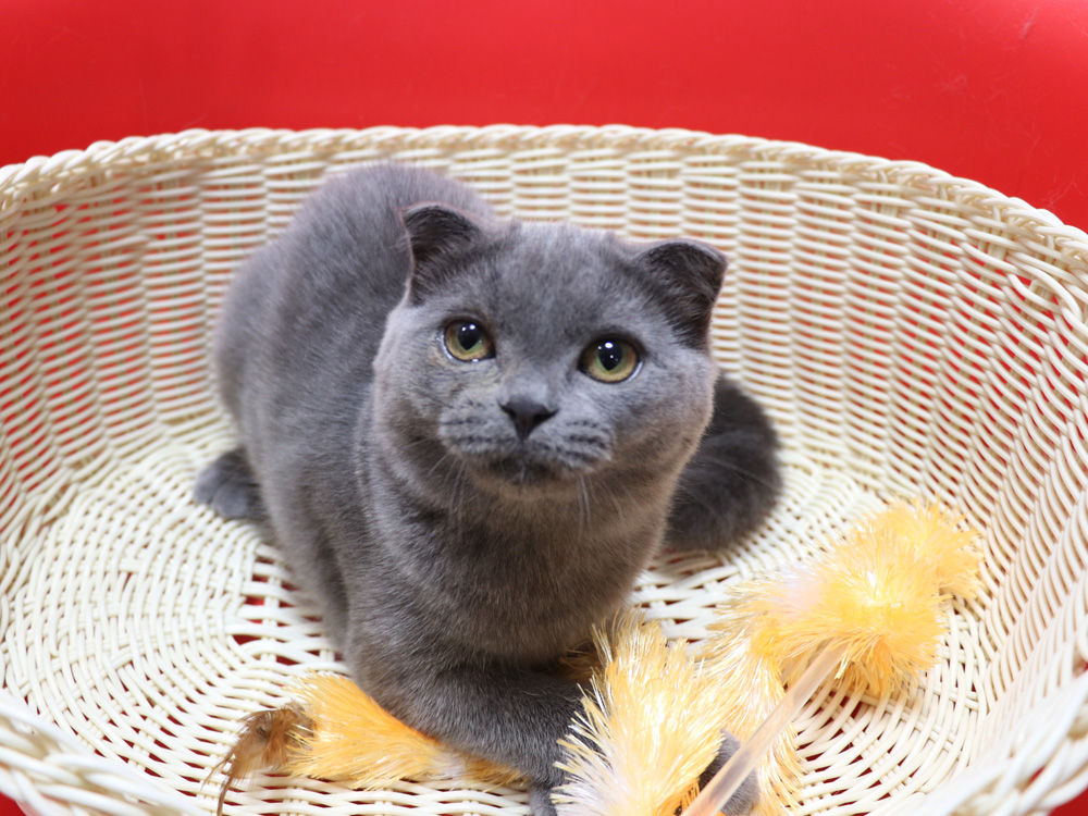 スコティッシュフォールドの子猫画像