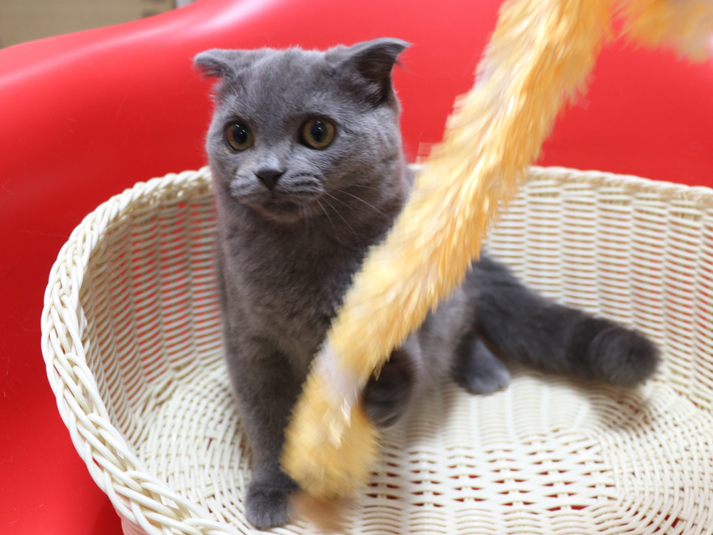 スコティッシュフォールドの子猫画像