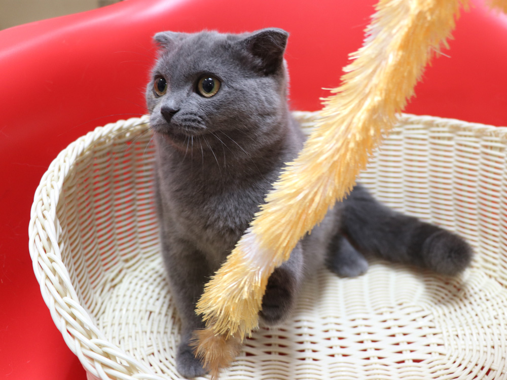 スコティッシュフォールドの子猫画像