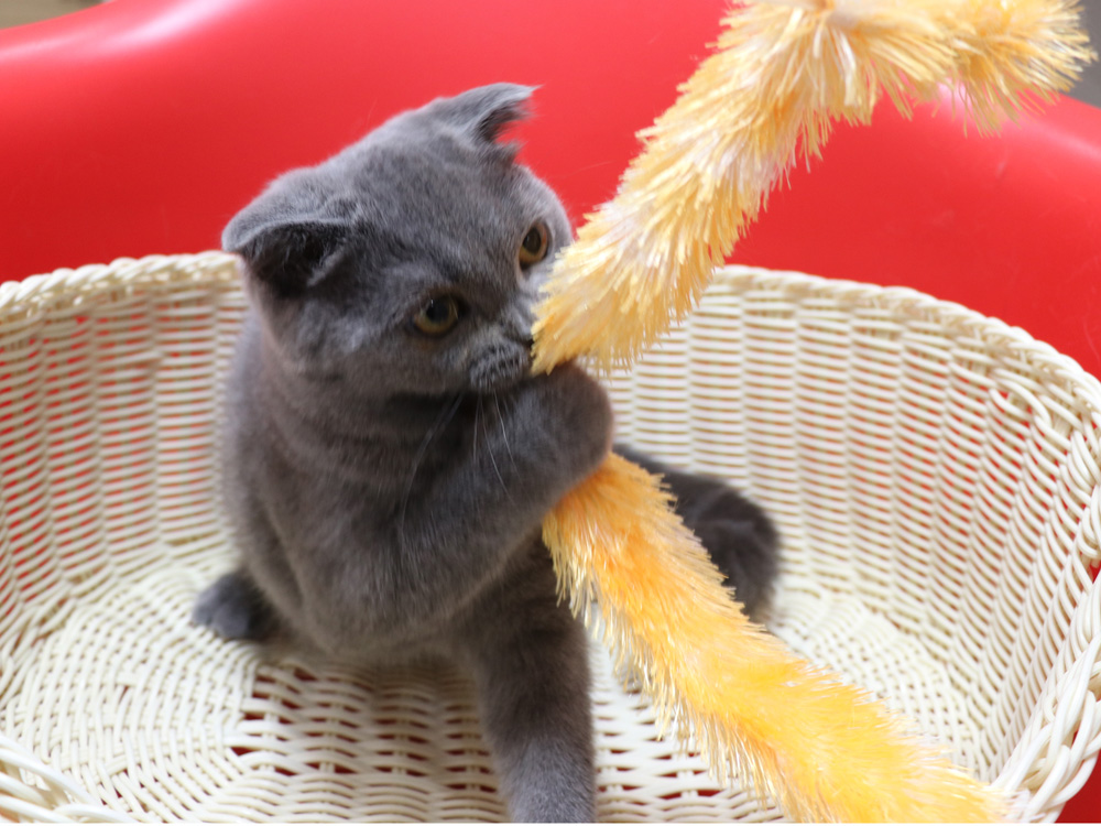 スコティッシュフォールドの子猫画像