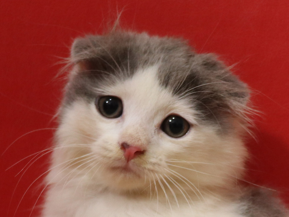 スコティッシュフォールドの子猫画像