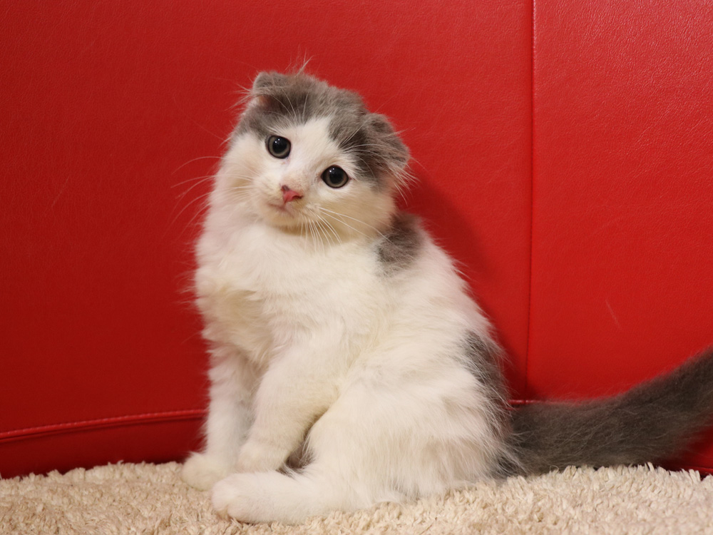 スコティッシュフォールドの子猫画像