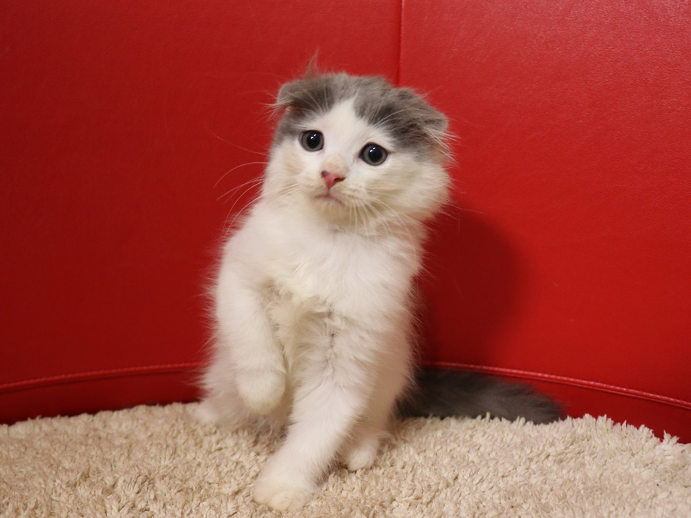 スコティッシュフォールドの子猫画像