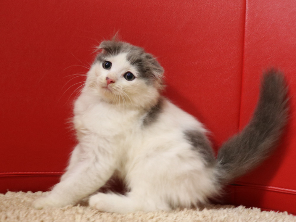 スコティッシュフォールドの子猫画像