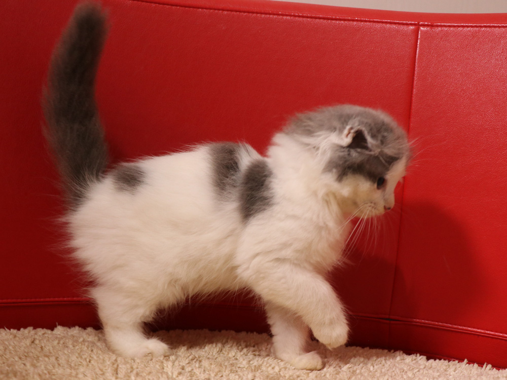 スコティッシュフォールドの子猫画像