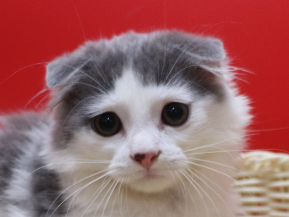 スコティッシュフォールドの子猫画像